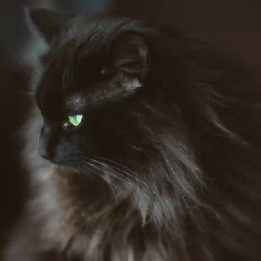 黒猫