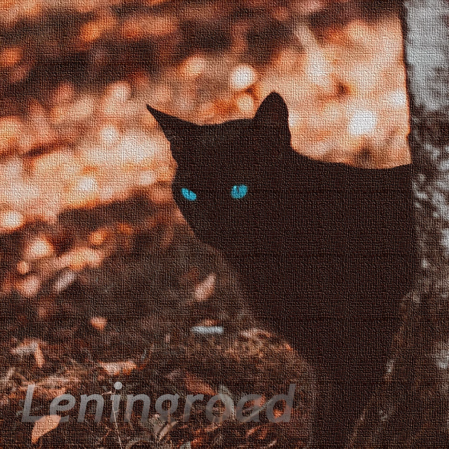 黒猫