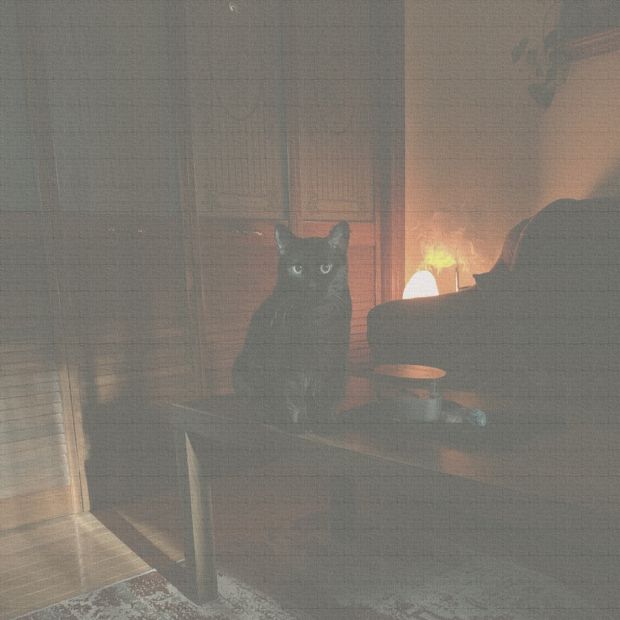 黒猫