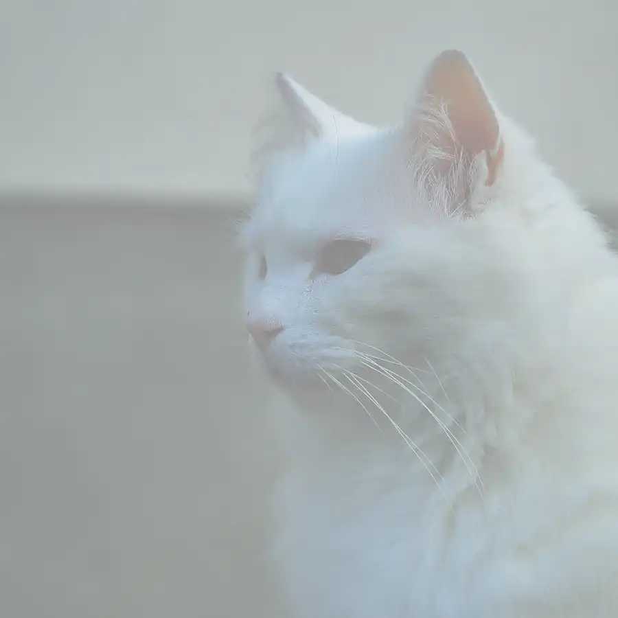 白猫